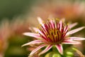 Pink Flower of a blooming Common Houseleek, Sempervivum Tectorum, Plant of the alps.