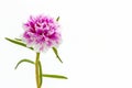 Pink flower,Common Purslane.