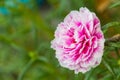 Pink flower,Common Purslane, portulaca flowers, Verdolaga, Pigweed. Royalty Free Stock Photo