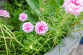 Pink flower Common Purslane