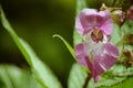 Pink Flower