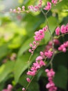 Pink flower Coral Vine, Mexican Creeper, Chain of Love Antigonon leptopus Hook and Arn name beautiful little bouquet blurred of na Royalty Free Stock Photo