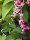 Pink flower Coral Vine, Mexican Creeper, Chain of Love Antigonon leptopus Hook and Arn name beautiful little bouquet blurred of na Royalty Free Stock Photo