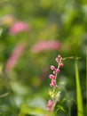 Pink flower Coral Vine, Mexican Creeper, Chain of Love Antigonon leptopus Hook and Arn name beautiful little bouquet blurred of Royalty Free Stock Photo