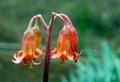 Pink flower of Cotyledon orbiculata or pig`s ear