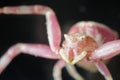 PINK FLOWER CRAB SPIDER