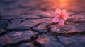 Pink Flower on Cracked Road, Vibrant Beauty Amidst Deterioration