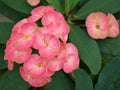 Pink flower ,Crown of thorns in garden with soft focus ,macro image ,sweet color Royalty Free Stock Photo