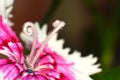 Pink flower with curly anthers