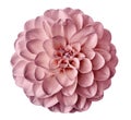 Pink flower dahlia on a white background isolated with clipping path. Closeup. for design. Royalty Free Stock Photo