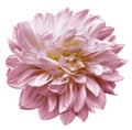 Pink flower  dahlia on white isolated background with clipping path.  Closeup. For design. Royalty Free Stock Photo