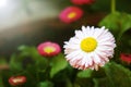 Pink flower daisies Bellis perennis flowers in the garden, Cute happy daisy hybrid Royalty Free Stock Photo