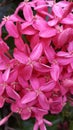 Ixora Pink flower