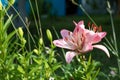 Pink flower day lily blossom, natural background copy space, beautiful garden flower bed Royalty Free Stock Photo