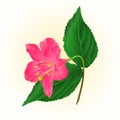 Pink flower decorative shrub Weigela vintage vector