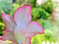 Pink flower desert rose Adenium obesum blooming in garden tropical flowers with sunlight outdoor and sweet color ,macro image ,cop Royalty Free Stock Photo