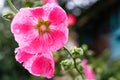 The pink flower. Dew on a flower. Drops after the rain. Closeup Royalty Free Stock Photo