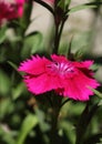 Pink flower of Dianthus