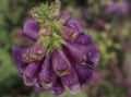 pink flower digitalis close-up bokeh background outdoor garden drops rainy day Royalty Free Stock Photo