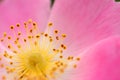 Pink flower of a dogrose