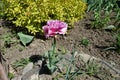 Pink flower of double fringed tulip