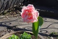 Pink flower of double fringed tulip in March
