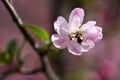 Pink flower droplet bee