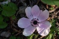 Pink flower during early spring Royalty Free Stock Photo