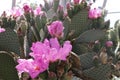 Pink flower of Echinocereus hedgehog cactus beautiful
