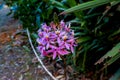 Pink flower emerging from a bush