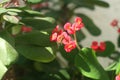 Pink Flower Euphorbia Euphorbiaceae