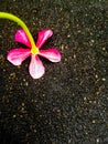 A Pink flower fallen on the ground in up down position. Royalty Free Stock Photo