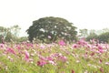 Pink flower field