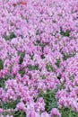 Pink Flower Field