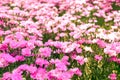 Pink flower field Royalty Free Stock Photo