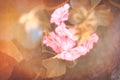 Pink flower with filter Royalty Free Stock Photo