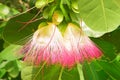 Pink flower of Fish or Sea Poison Tree, also known as putat, is a species of Barringtonia flowering plant