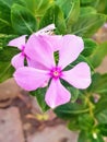 Pink flower five leaves with Green Background