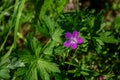 pink flower with five petals and buds in a green meadow Royalty Free Stock Photo