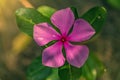 Pink flower five petals close up top view