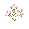 Pink Flower flat icon, plant nature, chamomile sign, a colorful solid pattern on a white background, eps 10.