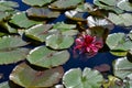 Pink Flower Floating Amongst the Lily Pads