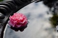 Pink Flower Floating Fountain