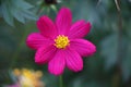 Pink flower - Flowers of Matagalpa Nicaragua Royalty Free Stock Photo