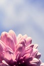 pink flower foccusing Royalty Free Stock Photo