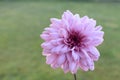 pink flower foccusing Royalty Free Stock Photo