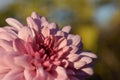 pink flower foccusing Royalty Free Stock Photo