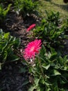 Pink flower focus which show how mich beautiful that is Royalty Free Stock Photo