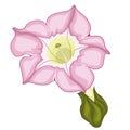Pink Flower Of Fragrant Tobacco.