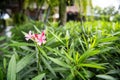 Pink flower on fresh green leaf after raining Royalty Free Stock Photo